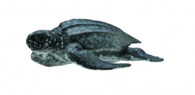 CollectA - Leatherback Sea Turtle