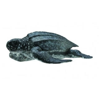 CollectA - Leatherback Sea Turtle CollectA Rata and Roo