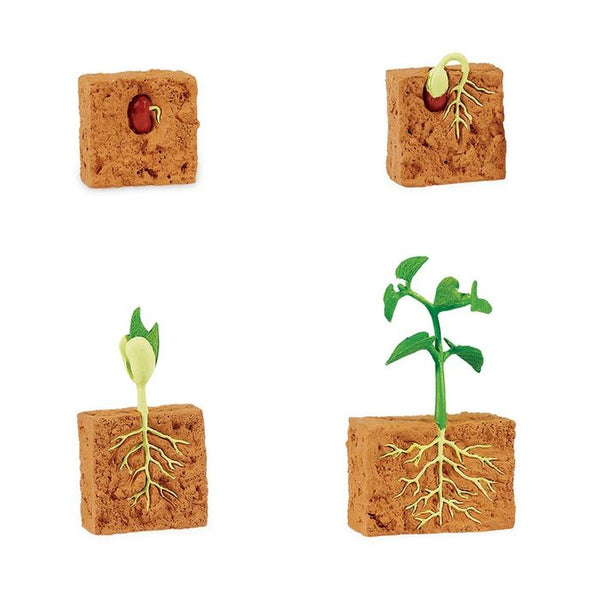 Life Cycle of a Green Bean Plant